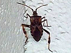 Western Conifer Seed Bug